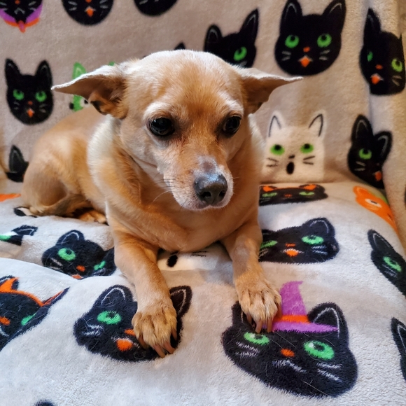 Meet your Posher, Jamie - Picture 3 of 3